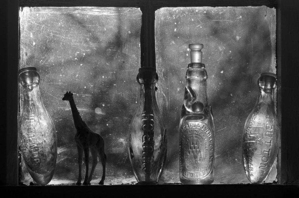 Giraffe in the glass trees