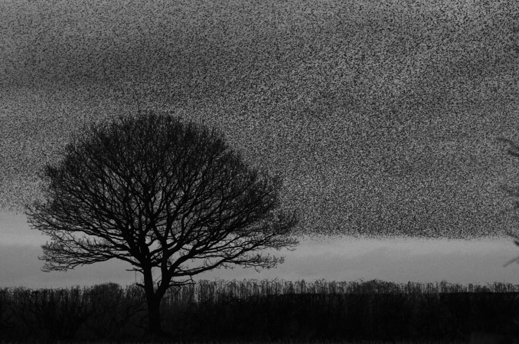 Cheswardine murmuration