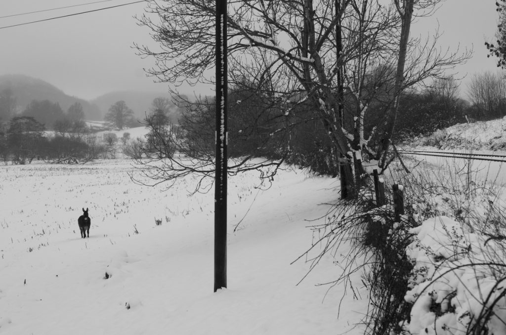 Donkey on the heart of Wales